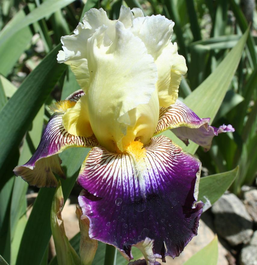 Photo of Tall Bearded Iris (Iris 'Parvin's Pinot') uploaded by gnafziger