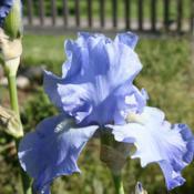 Columbia Blue, an older long blooming iris.
