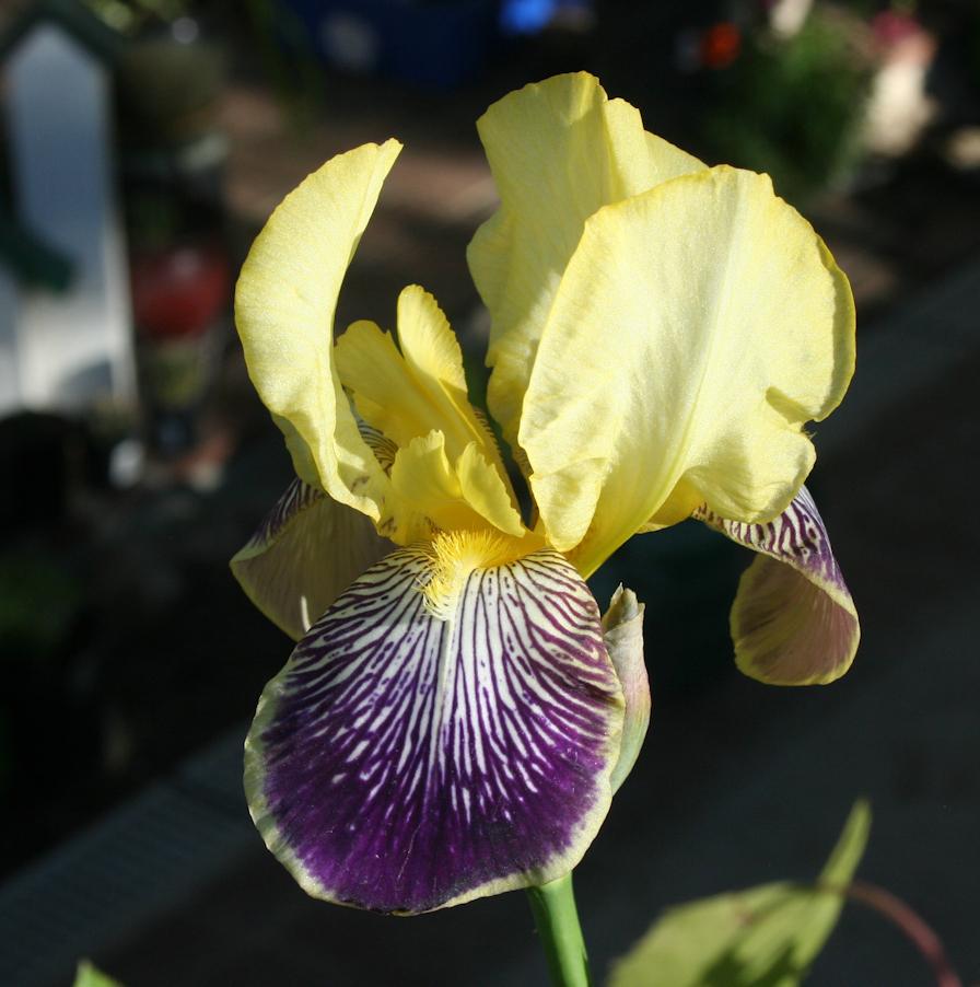 Photo of Intermediate Bearded Iris (Iris 'Loreley') uploaded by gnafziger