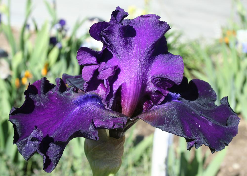 Photo of Tall Bearded Iris (Iris 'Diabolique') uploaded by gnafziger