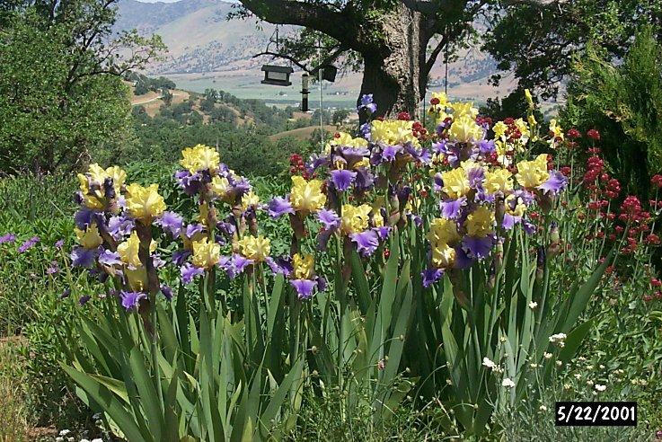 Photo of Tall Bearded Iris (Iris 'Edith Wolford') uploaded by gnafziger