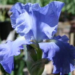 Location: California
Date: 2013-05-13
Columbia Blue, newly opened. This iris' blooms fade quite a lot o