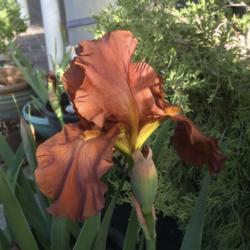 Location: California
Date: 2017-05-26
Newly opened bloom.