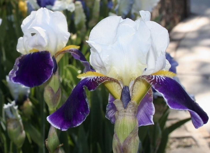 Photo of Tall Bearded Iris (Iris 'Wabash') uploaded by gnafziger