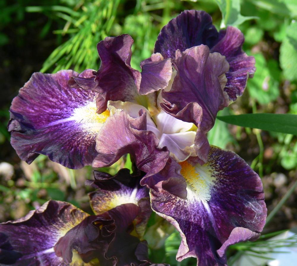 Photo of Intermediate Bearded Iris (Iris 'Micro Burst') uploaded by janwax