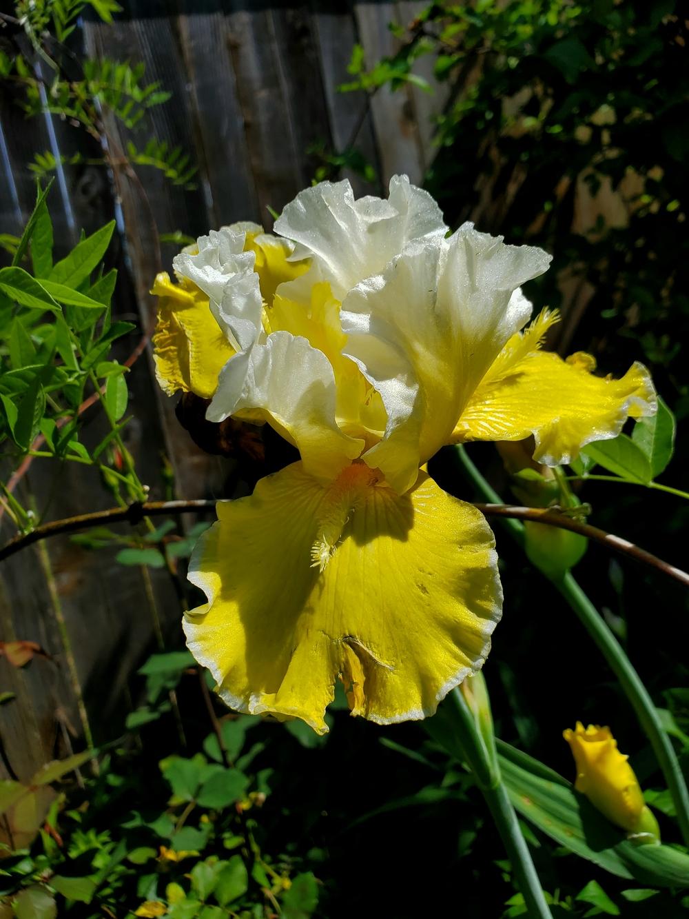 Photo of Tall Bearded Iris (Iris 'Greet the Sun') uploaded by javaMom