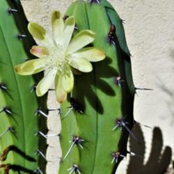 Location: South Bella Vista Drive, Tucson, AZ
Date: 2020-04-08
Flower on my overwatered Myrtillocactus geometrizans