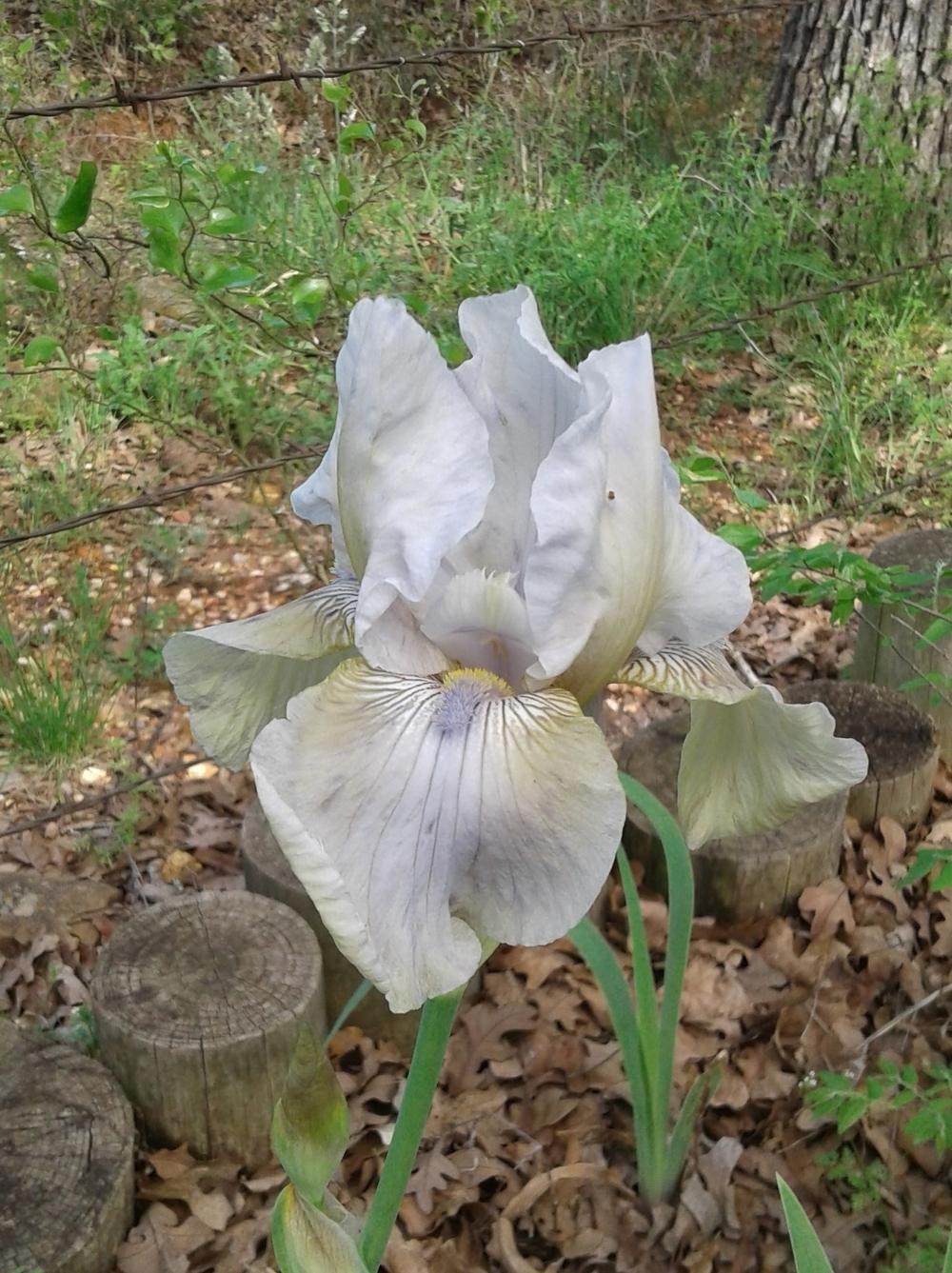 Photo of Tall Bearded Iris (Iris 'Jade') uploaded by needrain