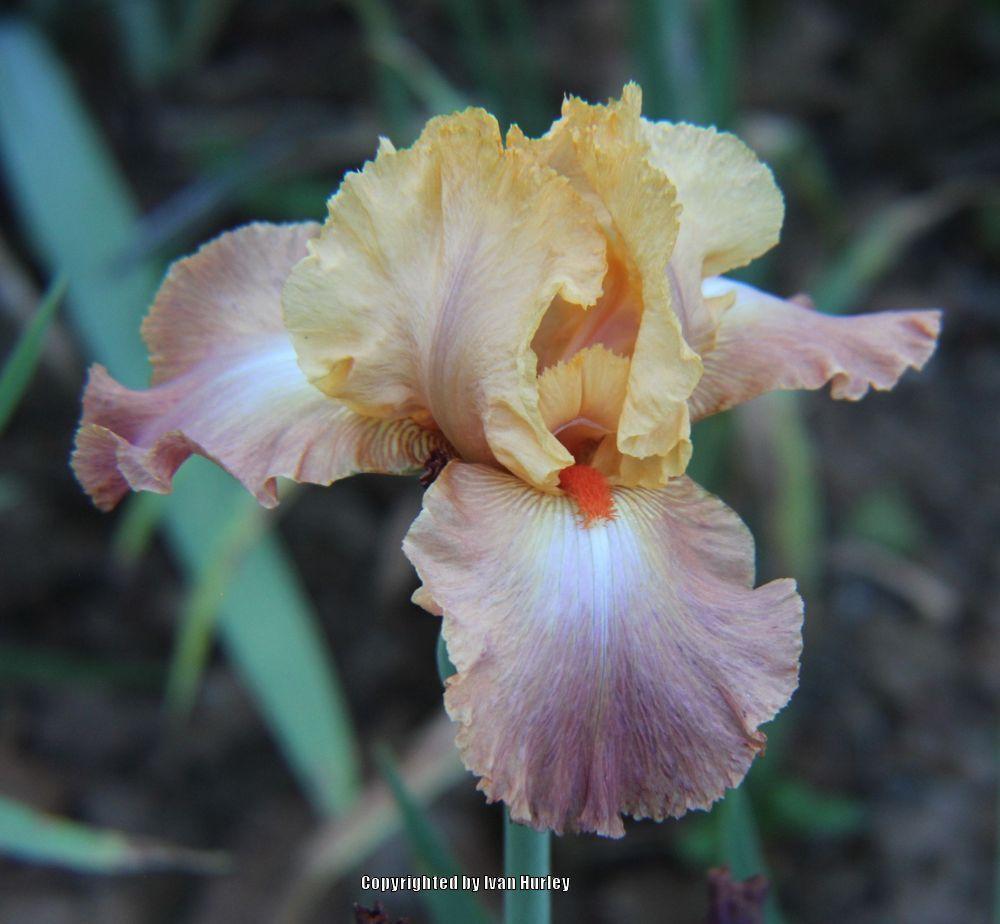 Photo of Tall Bearded Iris (Iris 'Life of Riley') uploaded by Ivan_N_Tx