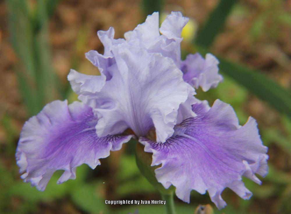 Photo of Tall Bearded Iris (Iris 'Ascent of Angels') uploaded by Ivan_N_Tx