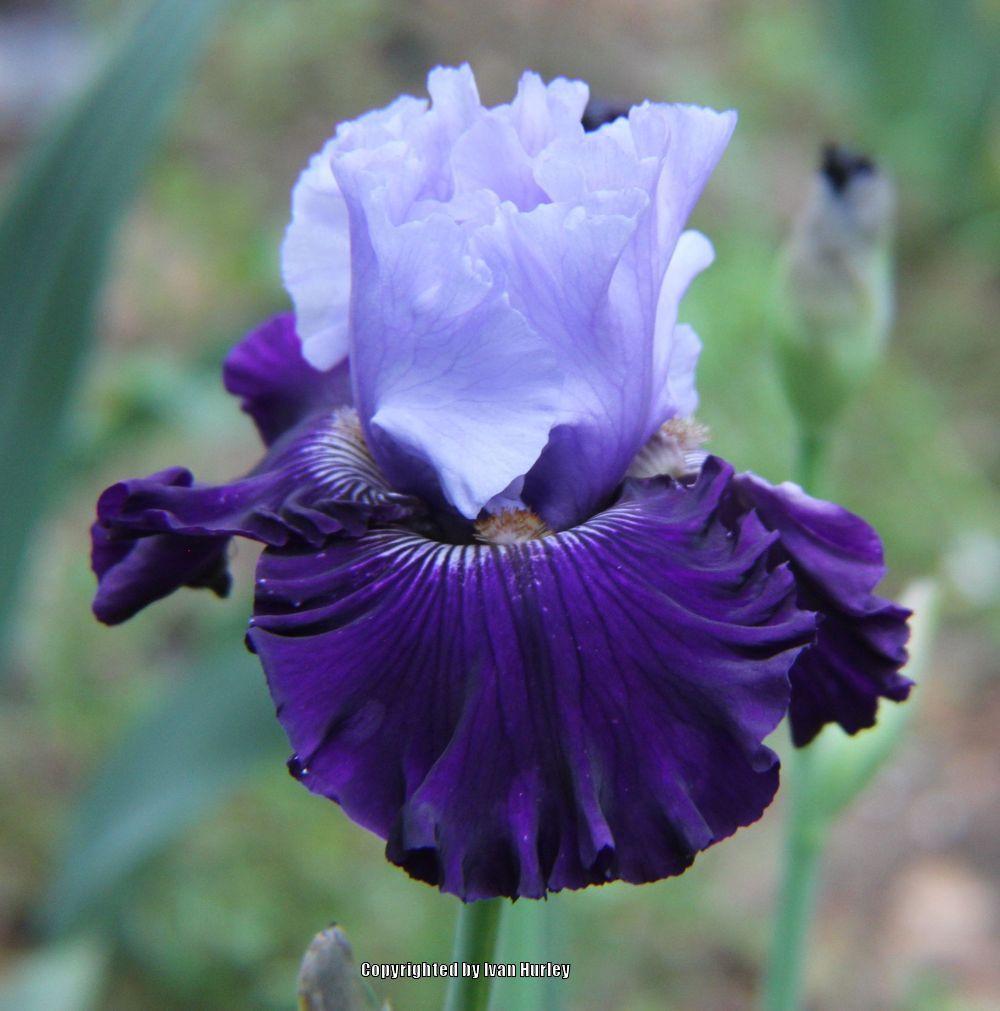 Photo of Tall Bearded Iris (Iris 'Dashing Squire') uploaded by Ivan_N_Tx