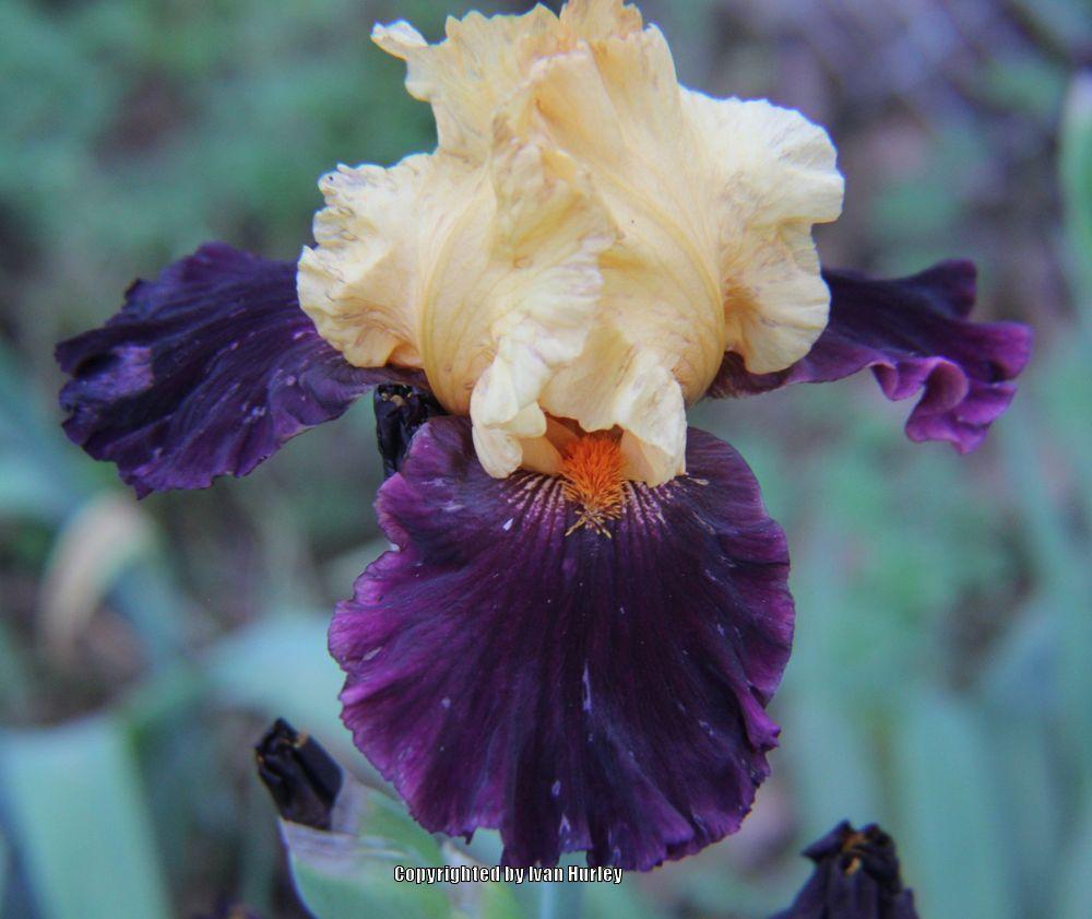 Photo of Tall Bearded Iris (Iris 'Idol') uploaded by Ivan_N_Tx