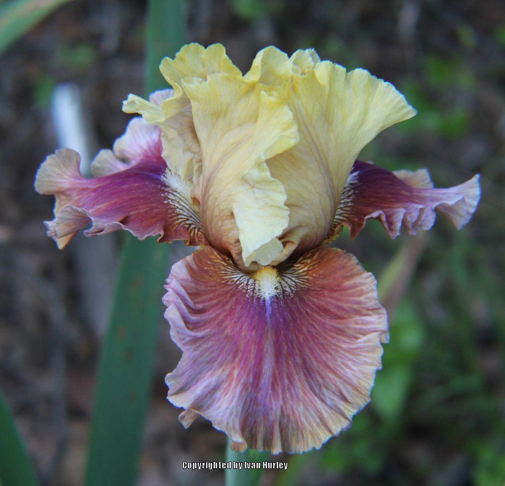 Photo of Tall Bearded Iris (Iris 'Man About Town') uploaded by Ivan_N_Tx