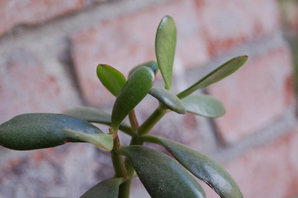 Photo of Jade Plant (Crassula ovata) uploaded by KFredenburg