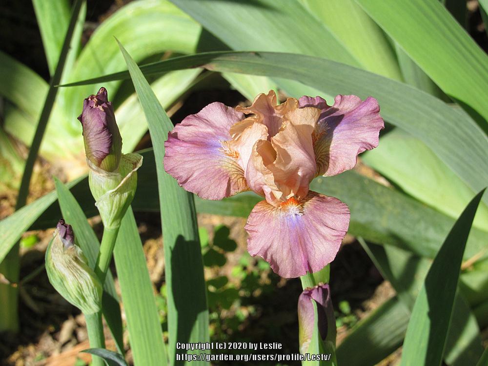 Photo of Intermediate Bearded Iris (Iris 'Captive') uploaded by Lestv