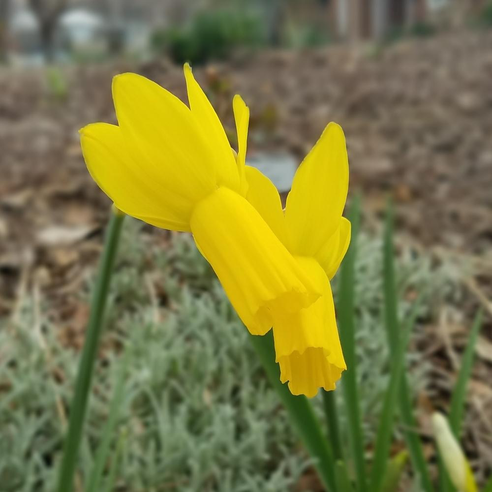 Photo of Cyclamineus Daffodil (Narcissus 'Rapture') uploaded by OrganicJen