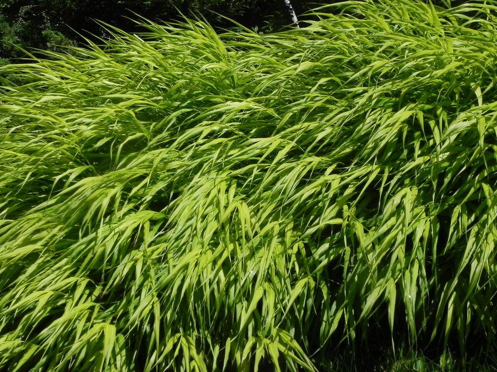 Photo of Japanese Forest Grass (Hakonechloa macra 'All Gold') uploaded by SL_gardener