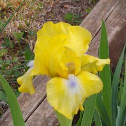 Location: Henry County, Virginia
Date: 2020-04-08
Very bright yellow!