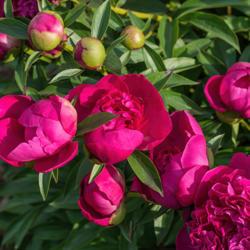 Location: Peony Garden at Nichols Arboretum, Ann Arbor, Michigan
Date: 2017-06-03
As beautiful in bud as it is in bloom