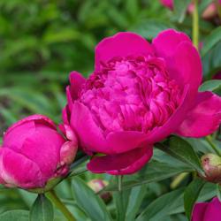 Location: Peony Garden at Nichols Arboretum, Ann Arbor, Michigan
Date: 2017-06-03
Buds and opening bloom
