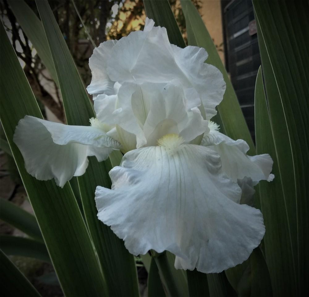 Photo of Tall Bearded Iris (Iris 'Immortality') uploaded by cocoajuno