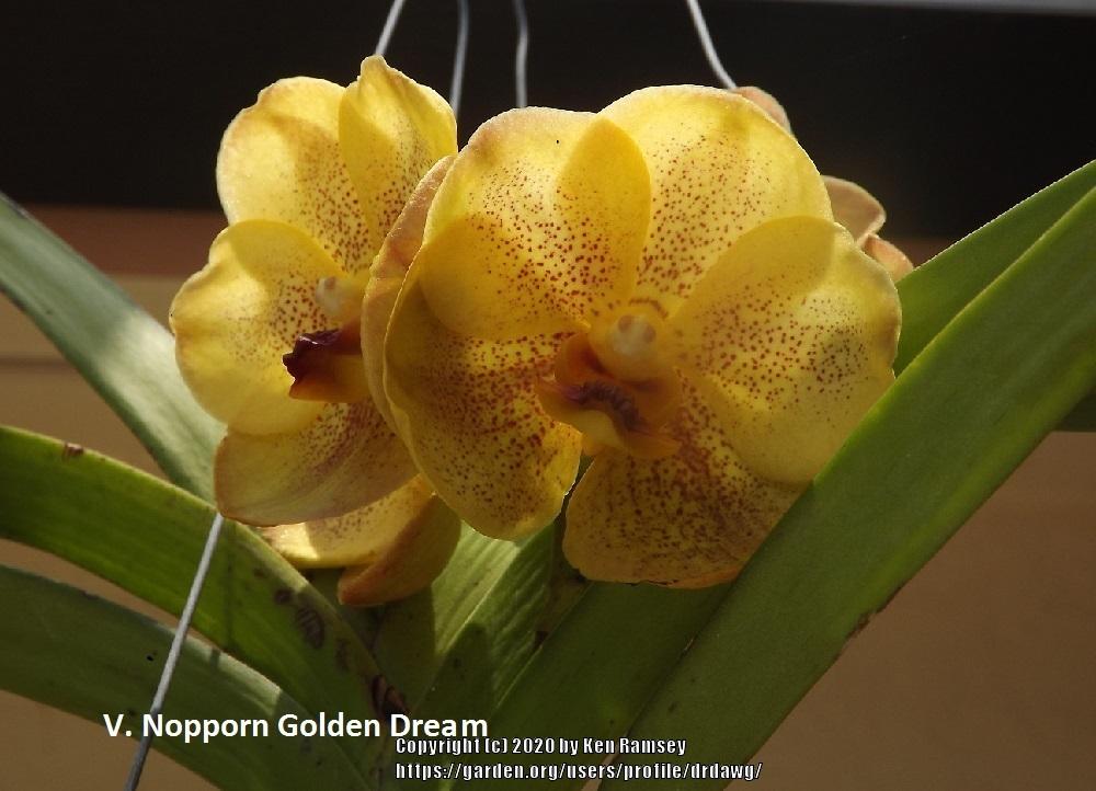 Photo of Orchid (Vanda Nopporn Golden Dream) uploaded by drdawg