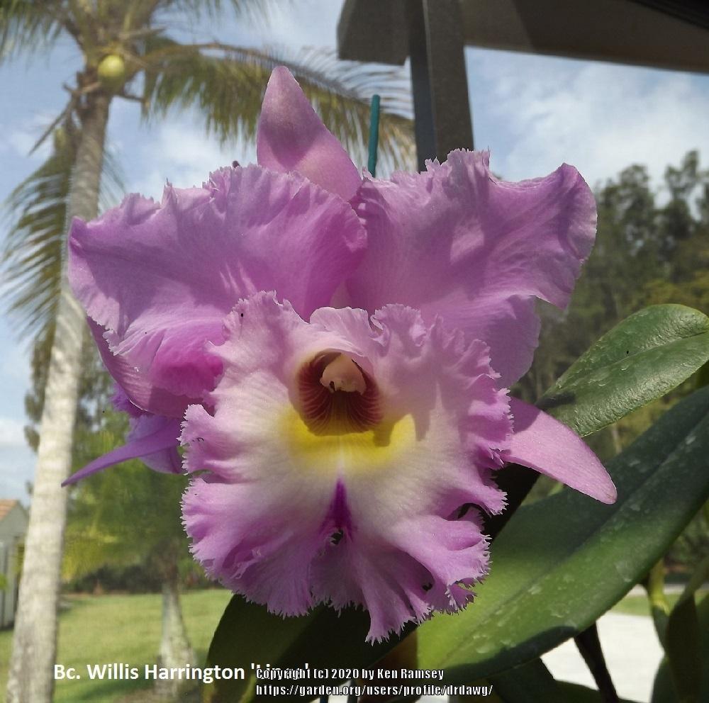 Photo of Orchid (Rhyncholaeliocattleya Willis Harrington 'Lines') uploaded by drdawg