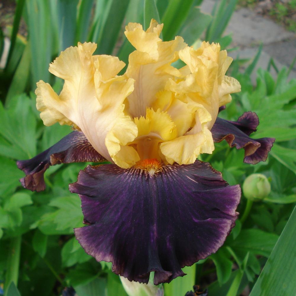 Photo of Border Bearded Iris (Iris 'Fruit Stripe') uploaded by lovemyhouse