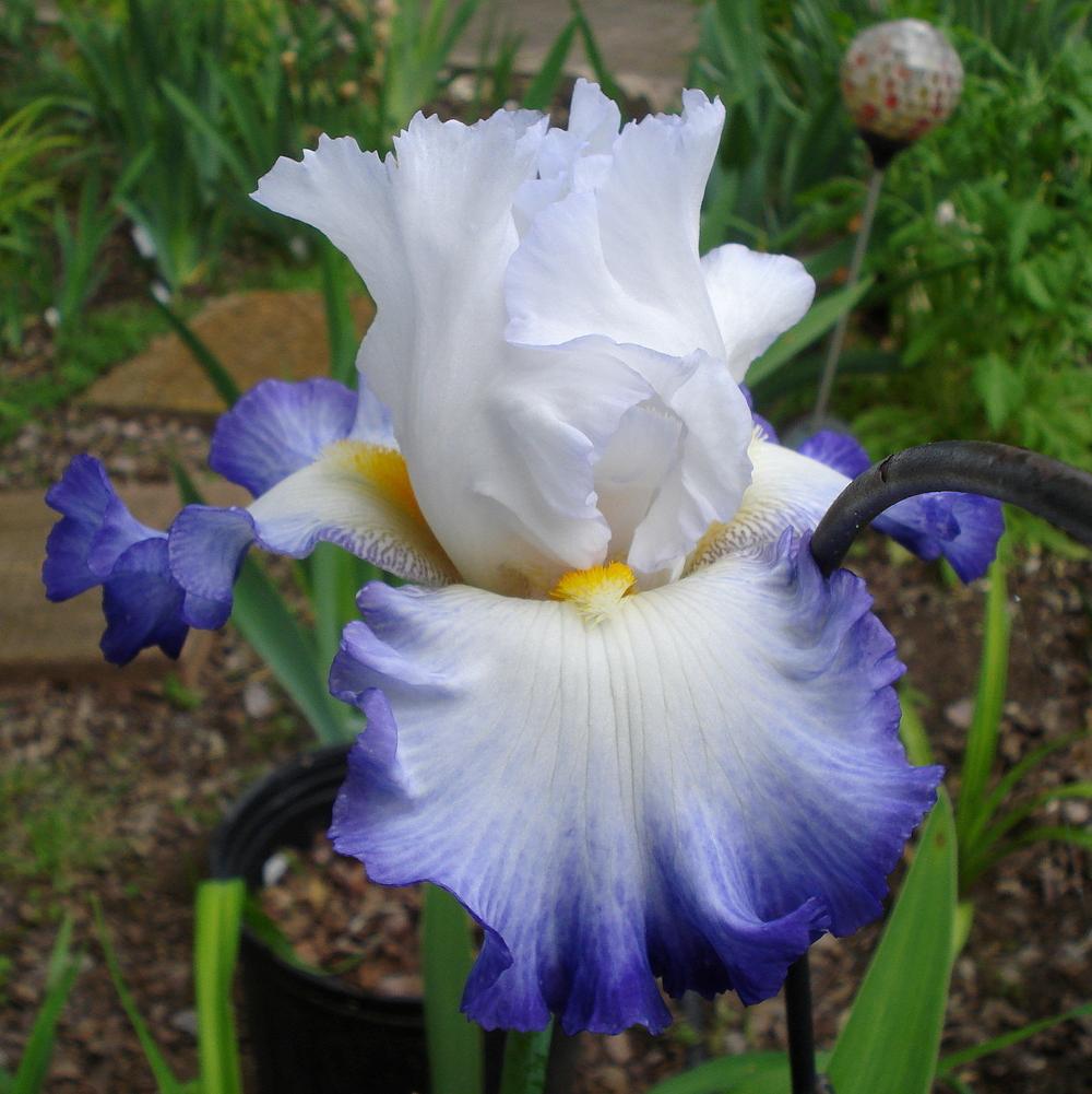 Photo of Tall Bearded Iris (Iris 'Wildcat Madness') uploaded by lovemyhouse