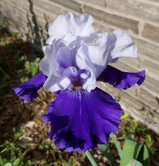 Photo of Tall Bearded Iris (Iris 'Over Alaska') uploaded by txtreehugger