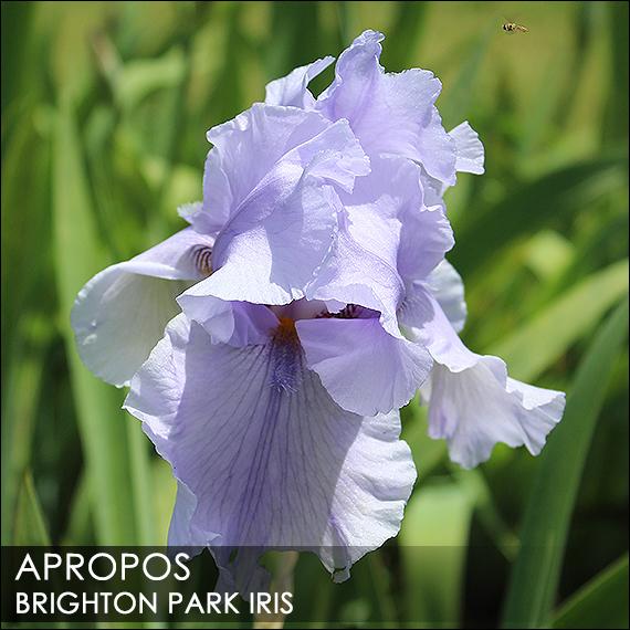 Photo of Tall Bearded Iris (Iris 'Apropos') uploaded by BrightonPark