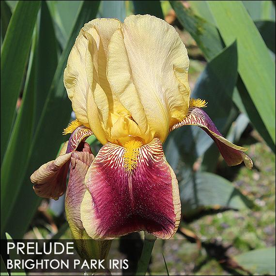 Photo of Tall Bearded Iris (Iris 'Prelude') uploaded by BrightonPark