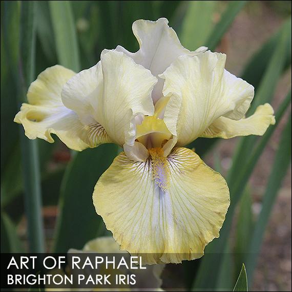 Photo of Tall Bearded Iris (Iris 'Art of Raphael') uploaded by BrightonPark