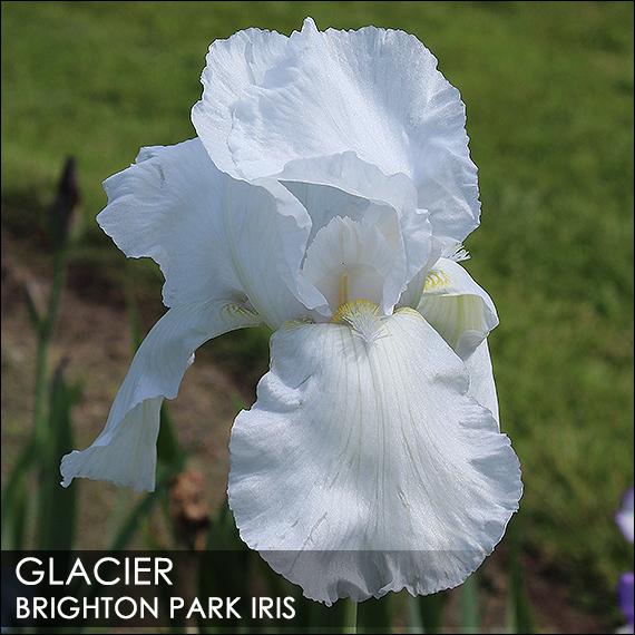 Photo of Tall Bearded Iris (Iris 'Glacier') uploaded by BrightonPark