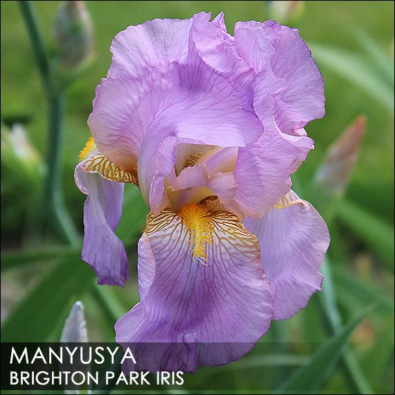 Photo of Tall Bearded Iris (Iris 'Manyusya') uploaded by BrightonPark