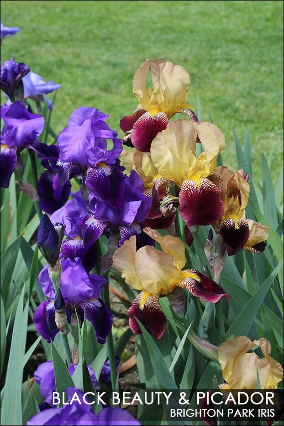 Photo of Tall Bearded Iris (Iris 'Black Beauty') uploaded by BrightonPark
