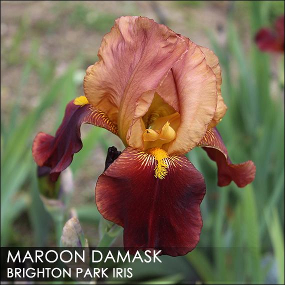 Photo of Tall Bearded Iris (Iris 'Maroon Damask') uploaded by BrightonPark