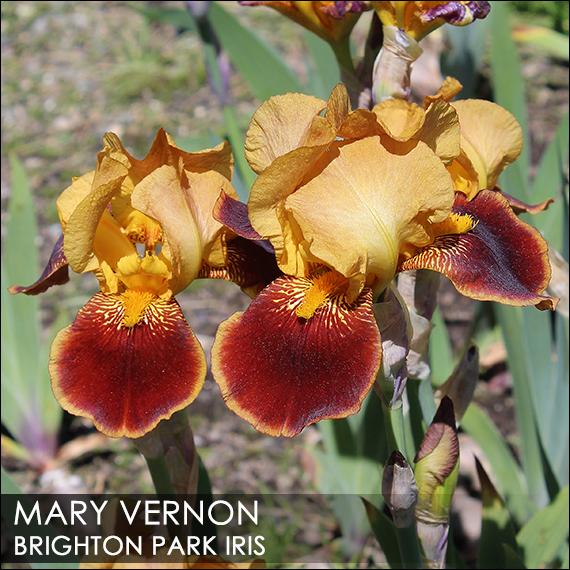 Photo of Tall Bearded Iris (Iris 'Mary Vernon') uploaded by BrightonPark
