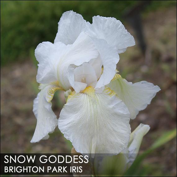 Photo of Tall Bearded Iris (Iris 'Snow Goddess') uploaded by BrightonPark