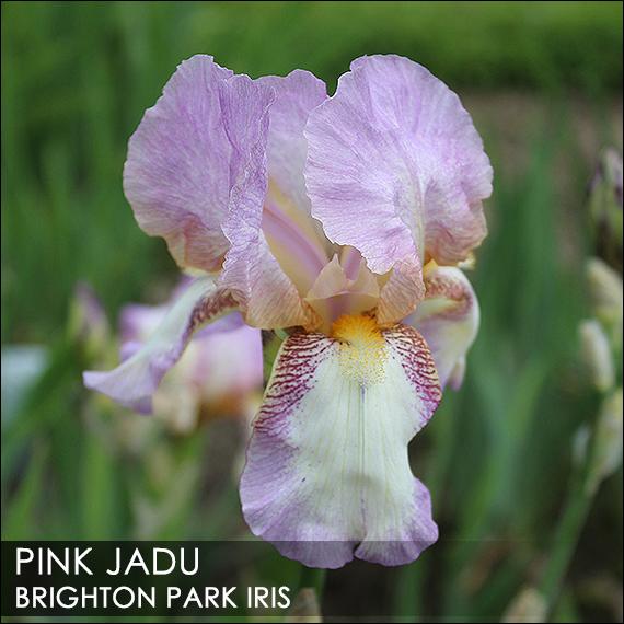 Photo of Tall Bearded Iris (Iris 'Pink Jadu') uploaded by BrightonPark