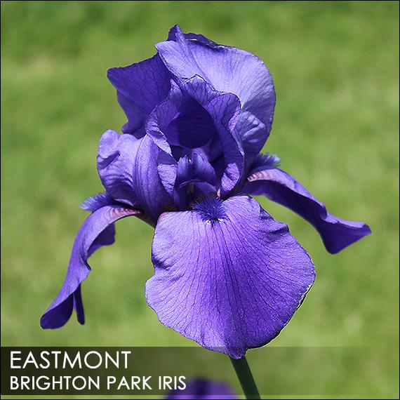 Photo of Arilbred Iris (Iris 'Eastmont') uploaded by BrightonPark
