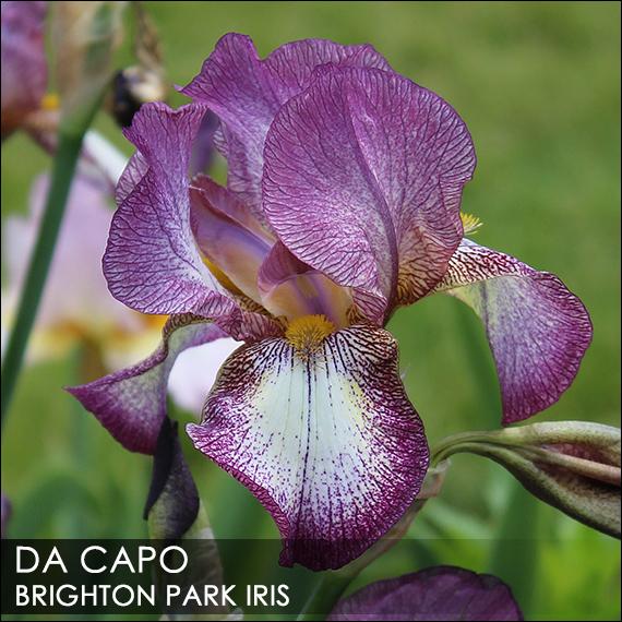 Photo of Tall Bearded Iris (Iris 'Da Capo') uploaded by BrightonPark