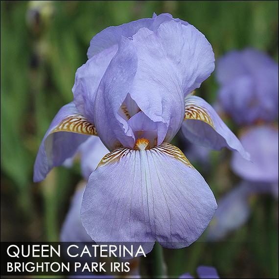 Photo of Tall Bearded Iris (Iris 'Queen Caterina') uploaded by BrightonPark