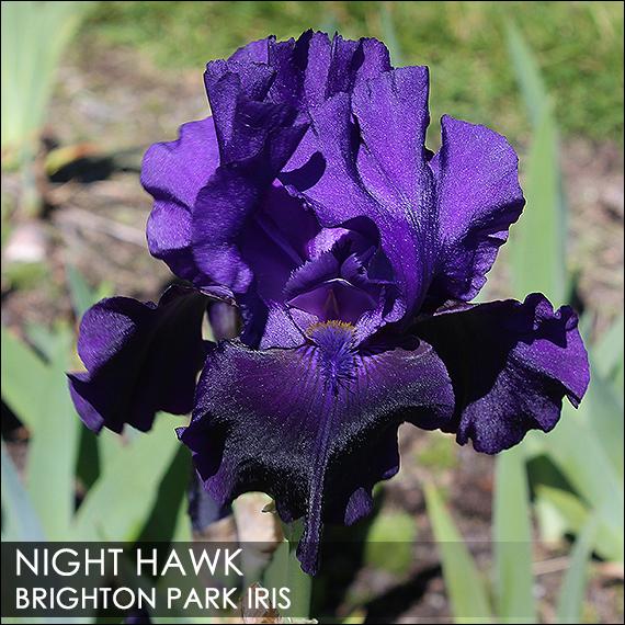 Photo of Tall Bearded Iris (Iris 'Night Hawk') uploaded by BrightonPark