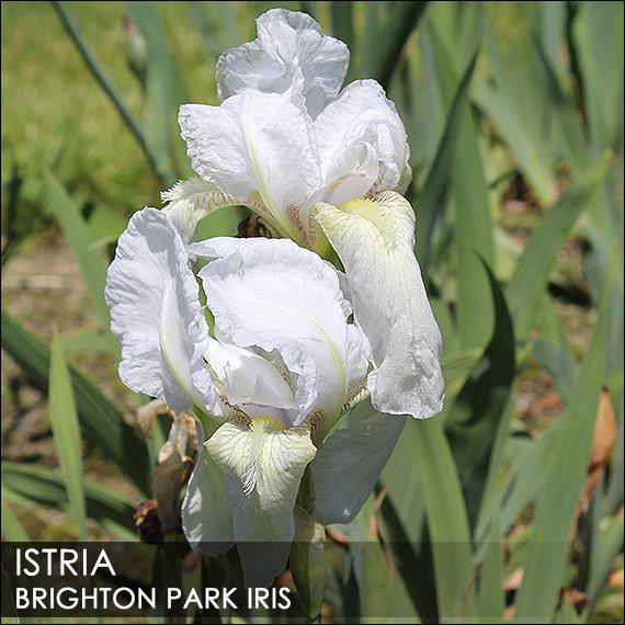 Photo of Tall Bearded Iris (Iris 'Istria') uploaded by BrightonPark