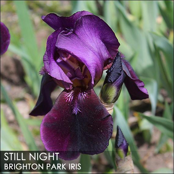Photo of Tall Bearded Iris (Iris 'Still Night') uploaded by BrightonPark