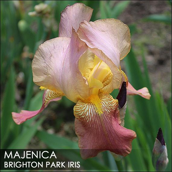 Photo of Tall Bearded Iris (Iris 'Majenica') uploaded by BrightonPark