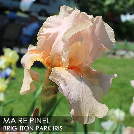 Photo of Tall Bearded Iris (Iris 'Maire Pinel') uploaded by BrightonPark