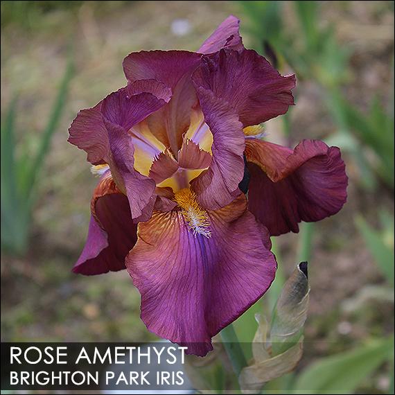 Photo of Tall Bearded Iris (Iris 'Rose Amethyst') uploaded by BrightonPark