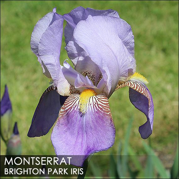 Photo of Tall Bearded Iris (Iris 'Montserrat') uploaded by BrightonPark